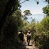 Two people walk amongst native trees down the Wilkinson Track on Kapiti Island. The view shows Kāpiti Coast.