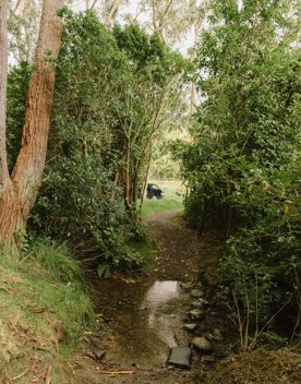 A narrow forest trail between two green leafy bushes.