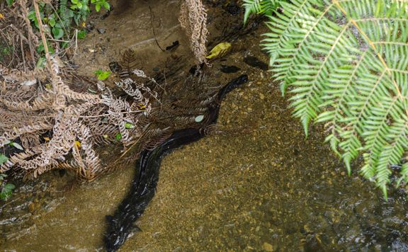 An eel in the Kaiwharawhara river at Ōtari-Wiltons Bush.
