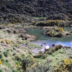 Long Gully Bush Reserve comprises 107 hectares of regenerating forest. It sits roughly 5 kilometres southwest of Wellington City, surrounded by the suburbs of Karori and Brooklyn.