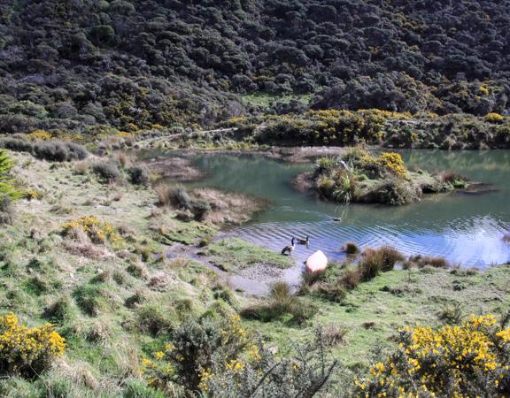 Long Gully Bush Reserve comprises 107 hectares of regenerating forest. It sits roughly 5 kilometres southwest of Wellington City, surrounded by the suburbs of Karori and Brooklyn.