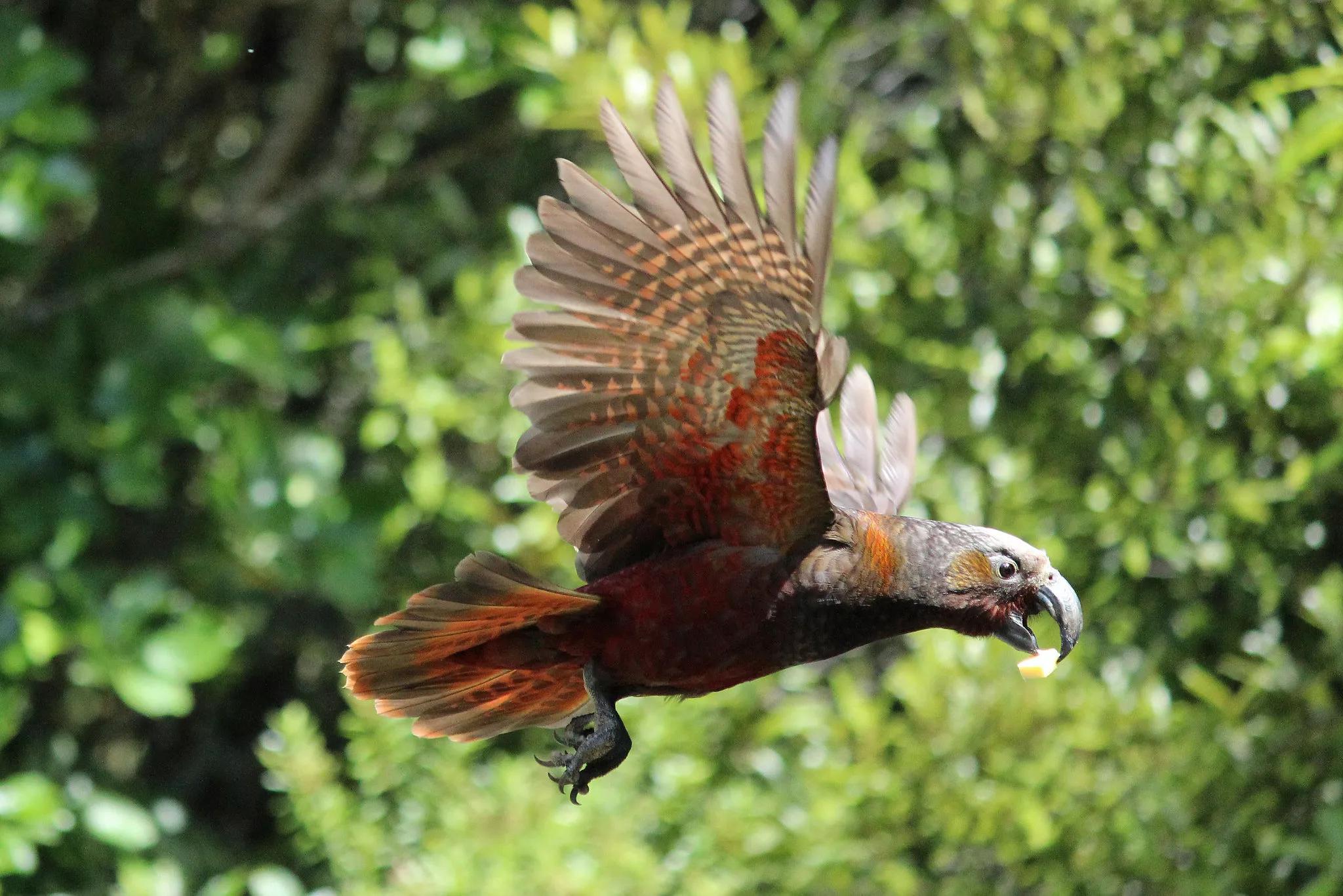 A Kea takes flight in front of trees at the Pūkaha National Wildlife Centre.