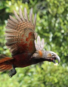A Kea takes flight in front of trees at the Pūkaha National Wildlife Centre.