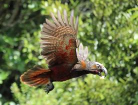 A Kea takes flight in front of trees at the Pūkaha National Wildlife Centre.