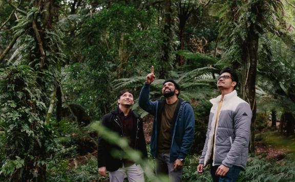 3 people gaze into the trees while one points up, on the Ōtari-Wilton's Bush walk.