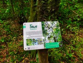 An informational sign about Tawa (Beilschmiedia Tawa) in the forest.