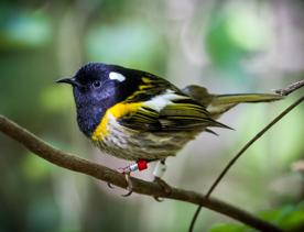 A stitchbird/hihi sits on a thin tree branch, it has leg bands for identification.