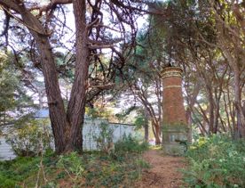 The screen location of Mount Victoria Town Belt, with lush green native bush and panoramic views across Wellington.