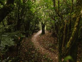 A section of the Salvation Bush Walk on Wrights Hill above Karori.