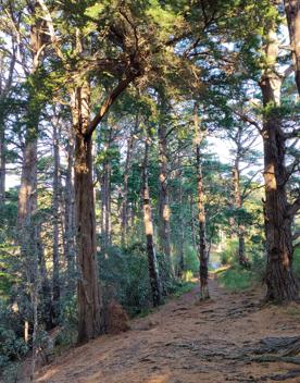 The screen location of Mount Victoria Town Belt, with lush green native bush and panoramic views across Wellington.