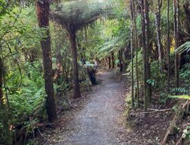 The green native bush of Belmont Regional Park, with streams and hills.