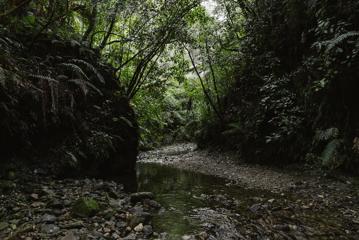 A small rocky stream on the Pukeatua Track in Tararua Forest Park. 