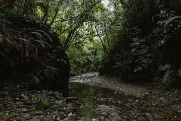 A small rocky stream on the Pukeatua Track in Tararua Forest Park.