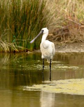 A royal spoonbill stands in a shallow pond with tall grass in the background.