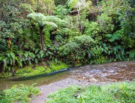 The screen locations of Catchpool Valley, with the river, lush bush,  forest, and grassland.