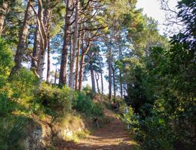 The screen location of Mount Victoria Town Belt, with lush green native bush and panoramic views across Wellington.