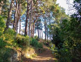 The screen location of Mount Victoria Town Belt, with lush green native bush and panoramic views across Wellington.