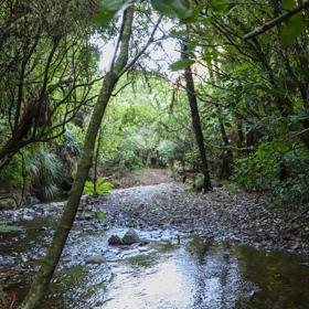 The green native bush of Belmont Regional Park, with streams and hills.