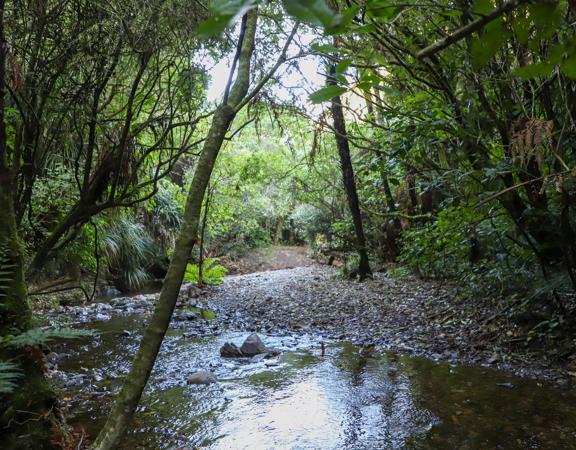 The green native bush of Belmont Regional Park, with streams and hills.