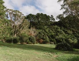 A section of the Bothamley Park Walkway. A grassy field is surrounded by native New Zealand bush.