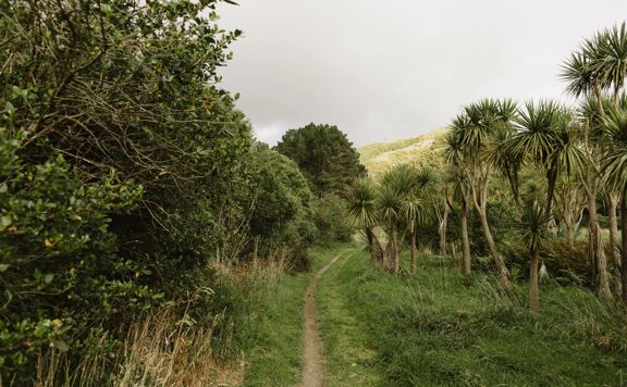 Intake Valley Track at Whareroa Farm Recreation Reserve.