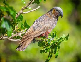 A Kākā sits perched in the trees of Kapiti Island.