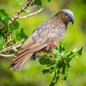 A Kākā sits perched in the trees of Kapiti Island.