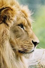 A close-up of a lion's face.