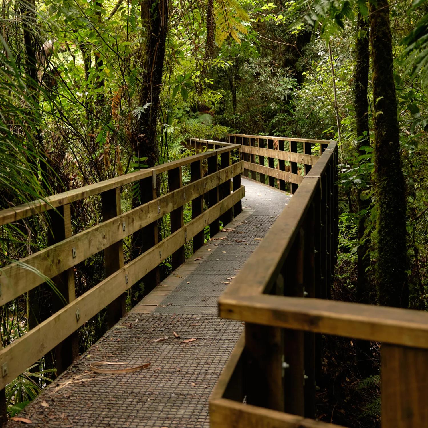 A zig-zag boardwalk through the trees of  Tane’s Track, Tunnel Gulley.