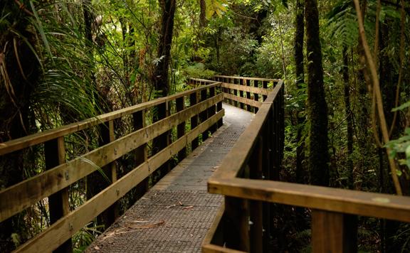 A zig-zag boardwalk through the trees of  Tane’s Track, Tunnel Gulley.