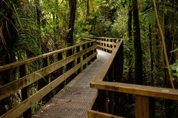 A zig-zag boardwalk through the trees of  Tane’s Track, Tunnel Gulley.