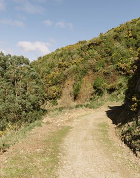 A section of the Rough Justice mountain bike track on Ngā Ara o Rangituhi, in Porirua.