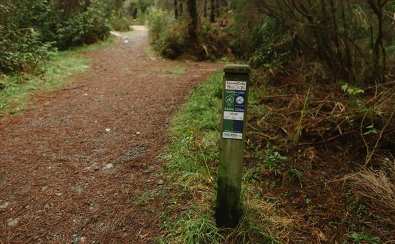 The Station Link mountain bike and walking trail in Tunnel Gully, Upper Hutt. The trail goes amongst pine trees on a soft clay ground.