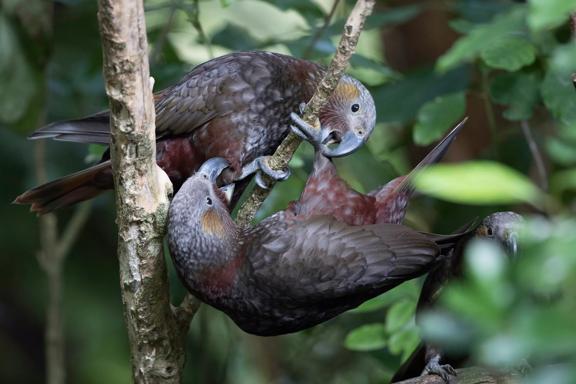 Two kākā sit on tree branches with a third hanging upside down. Two of the birds are nipping at each other.