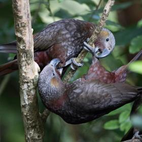 Two kākā sit on tree branches with a third hanging upside down. Two of the birds are nipping at each other.