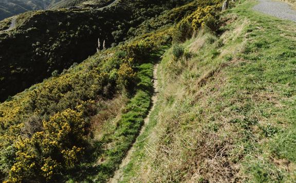 The Borderline trail in Belmont Regional Park, a gravel and grass trail down grassy hills.