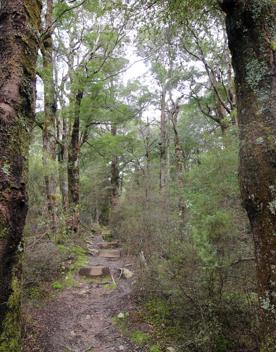 The swampy wetland of Fensham Forest, with an abundance of birds and native trees.