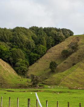 The screen location of Waitohu Valley Ōtaki, features native and exotic forests, pastoral lands, and wetlands.