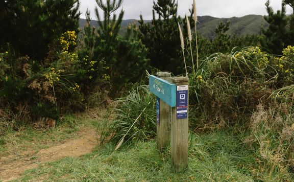 The entrance to Flow K2 MTB track in Tunnel Gully. Pine trees run along the sides of the track.