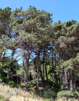 The native trees lining the path in Pikarere Firest.
