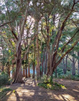 The screen location of Mount Victoria Town Belt, with lush green native bush and panoramic views across Wellington.