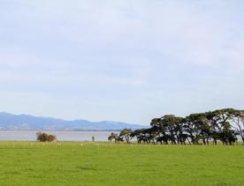 The rural Western Lake road, which connects the Remutaka Range to Lake Wairarapa, features lush green fields and mountains.