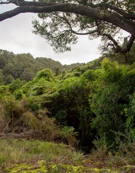 Camp Wainuiomata screen location. Has several buildings and is surrounded by forest and bush.