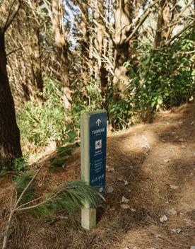 Wooden sign with Tumke written on it, surrounded by a forest floor covered in brown pine needles.