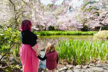 A parent and child look a ducks in a pond at Aston Norwood Gardens surrounded by blossoming cherry trees.