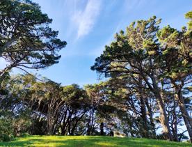 The screen location of Mount Victoria Town Belt, with lush green native bush and panoramic views across Wellington.