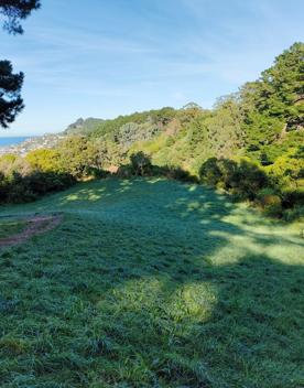 The screen location of Mount Victoria Town Belt, with lush green native bush and panoramic views across Wellington.
