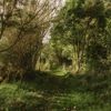 A section of the Te Ara Ramaroa Trail in Whareroa Farm Recreation Reserve. The green grass and flax trees shape the path.