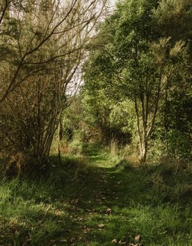 A section of the Te Ara Ramaroa Trail in Whareroa Farm Recreation Reserve. The green grass and flax trees shape the path.
