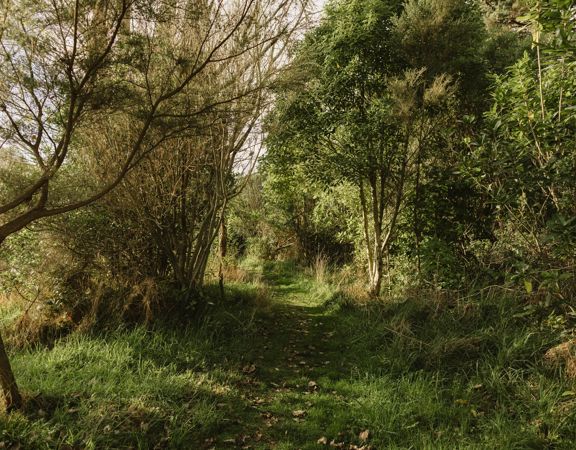 A section of the Te Ara Ramaroa Trail in Whareroa Farm Recreation Reserve. The green grass and flax trees shape the path.